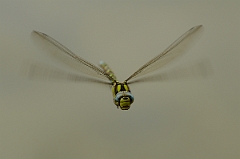 David Plant Photography - Wildlife Photography - Southern hawker - B